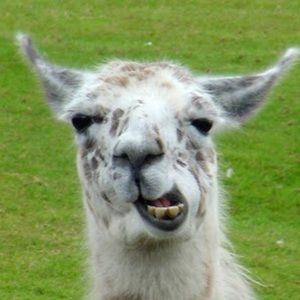 Meet your Posher, Beverly